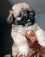 Boomer, a male Mal Shi for sale in Dahlonega, GA – 2 of 2