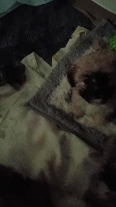 Chloe, a female Mal Shi for sale in Dahlonega, GA – 4 of 4