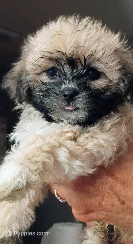 Chloe – Mal Shi puppy for sale in Dahlonega, GA