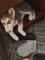 Smokey, a male Siberian Husky for sale in Clairton, PA – 2 of 7