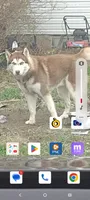 Smokey, a male Siberian Husky for sale in Clairton, PA – 4 of 7