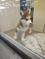 Smokey, a male Siberian Husky for sale in Clairton, PA – 7 of 7