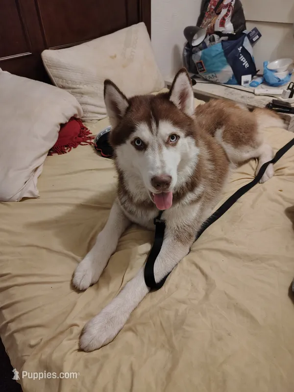 Smokey – Siberian Husky puppy for sale in Clairton, PA