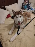 Smokey, a male Siberian Husky for sale in Clairton, PA – 1 of 7