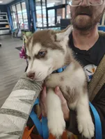 Smokey, a male Siberian Husky for sale in Clairton, PA – 3 of 7