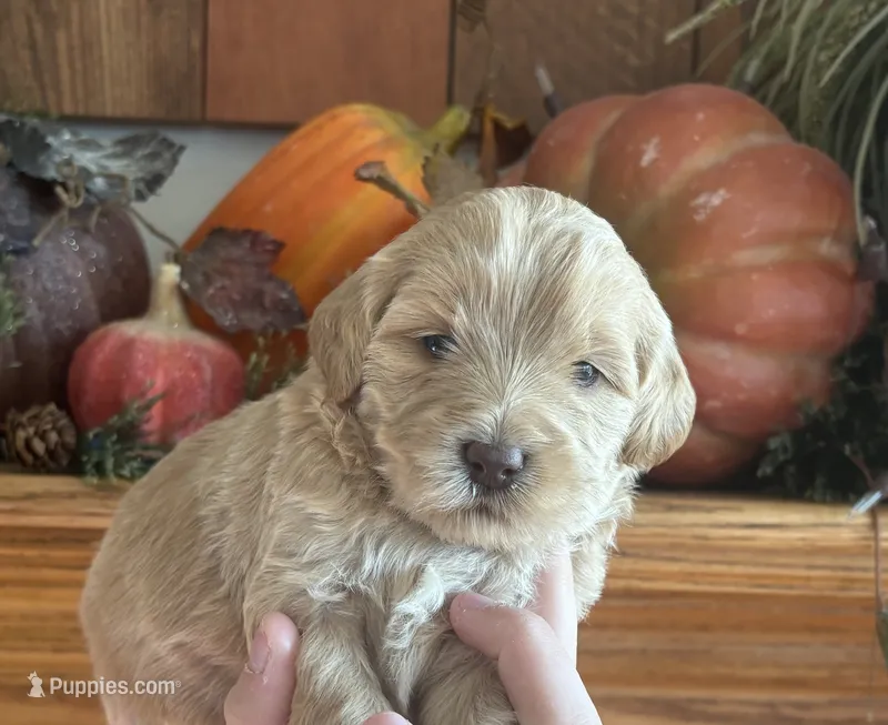 Female 1  – Goldendoodle puppy for sale in Concord, MI