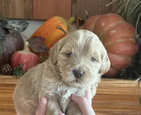 Female Miniature Goldendoodle , a female Goldendoodle for sale in Concord, MI – 1 of 1