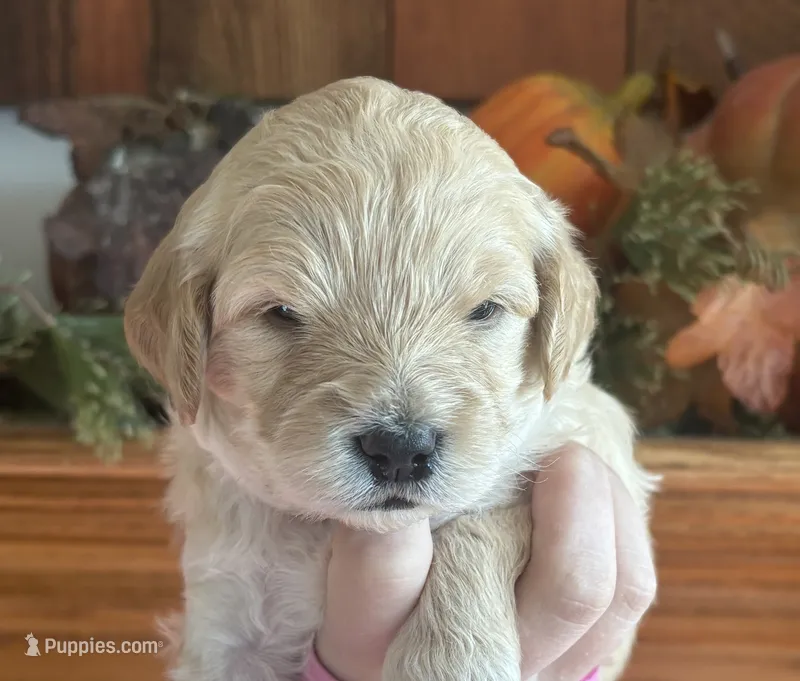 Male 1 – Goldendoodle puppy for sale in Concord, MI