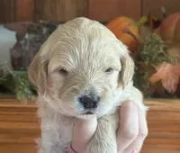 Male Miniature Goldendoodle, a male Goldendoodle for sale in Concord, MI – 1 of 1