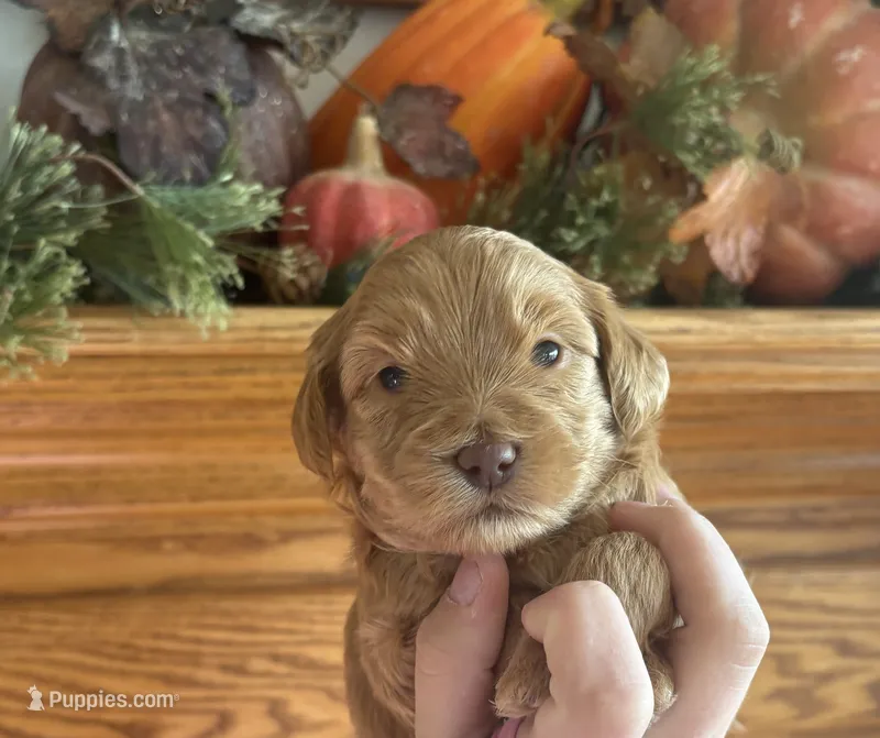Female 2 – Goldendoodle puppy for sale in Concord, MI