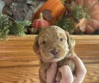 Female Miniature Goldendoodle, a female Goldendoodle for sale in Concord, MI – 1 of 1