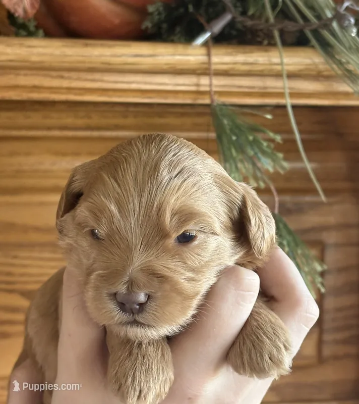 Female 2 – Goldendoodle puppy for sale in Concord, MI