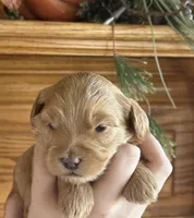 Female 2, a female Goldendoodle for sale in Concord, MI – 1 of 1