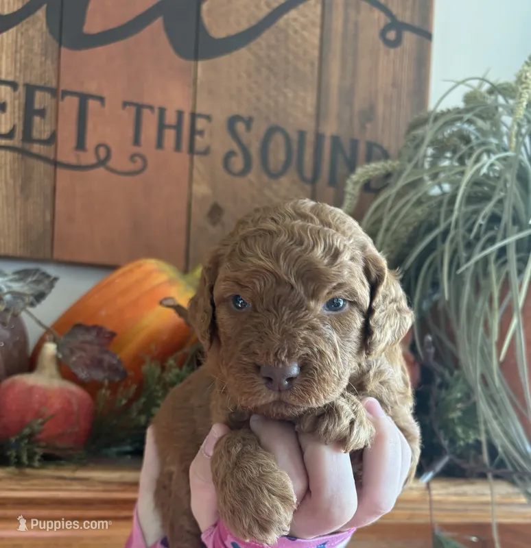 Male Miniature Goldendoodle  – Goldendoodle puppy for sale in Concord, MI