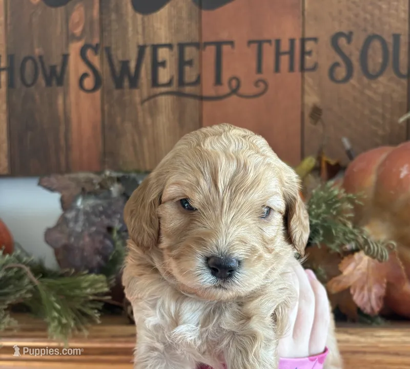 Female 3 – Goldendoodle puppy for sale in Concord, MI