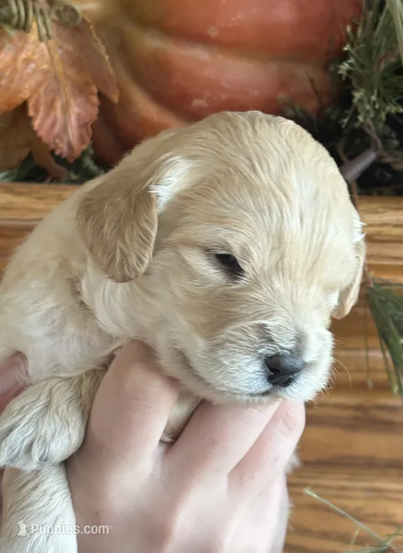 Male 1 – Goldendoodle puppy for sale in Concord, MI