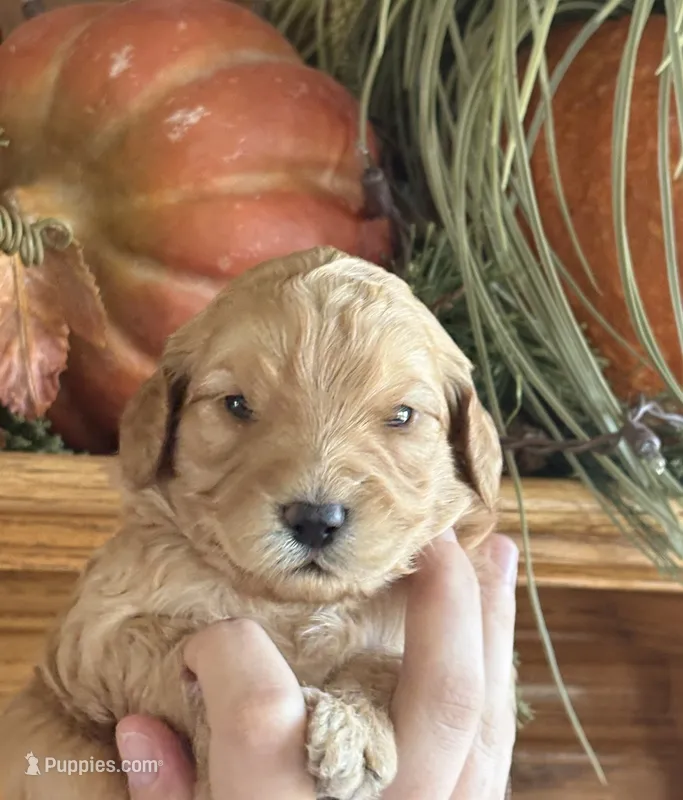 Female 1  – Goldendoodle puppy for sale in Concord, MI