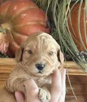 Female 1 , a female Goldendoodle for sale in Concord, MI – 1 of 1