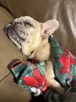 Snavks, a female French Bulldog for sale in Acworth, GA – 3 of 4