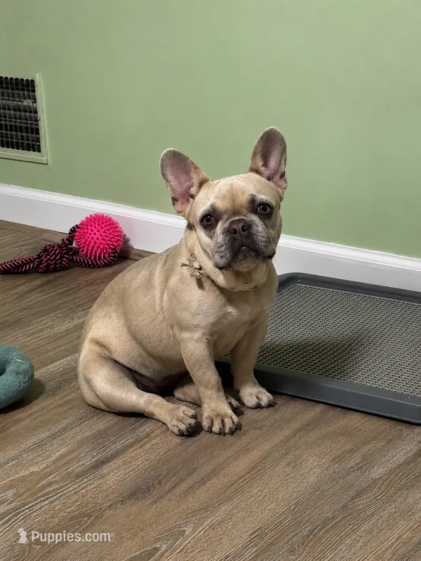 Snavks – French Bulldog puppy for sale in Acworth, GA