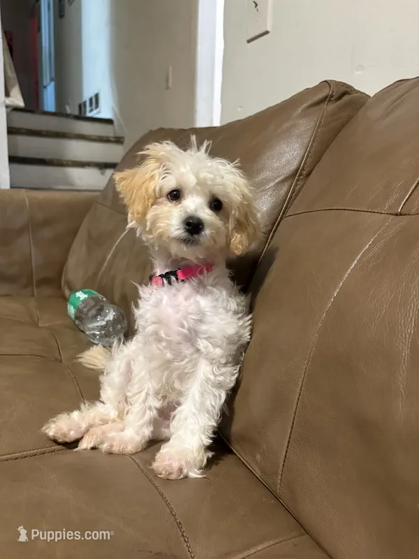 Lumi – Cavapoo puppy for sale in Acworth, GA