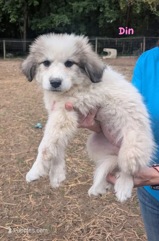 Din – Great Pyrenees puppy for sale in Franklinton, NC