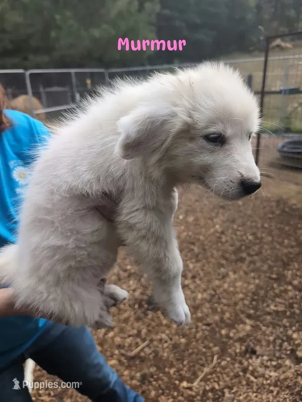 Murmur – Great Pyrenees puppy for sale in Franklinton, NC