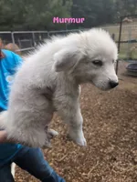 Murmur, a female Great Pyrenees for sale in Franklinton, NC – 1 of 1