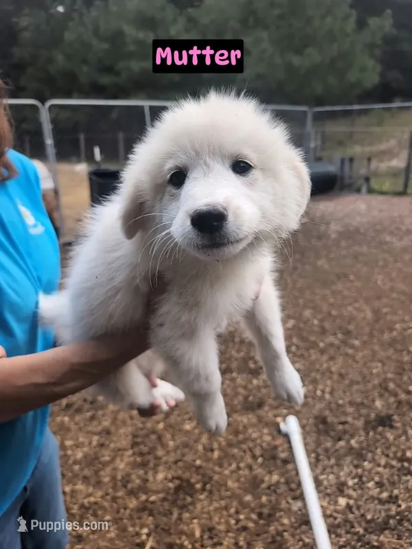 Mutter – Great Pyrenees puppy for sale in Franklinton, NC