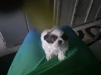 Milo, a male Shih Tzu for sale in Atlanta, GA – 4 of 4