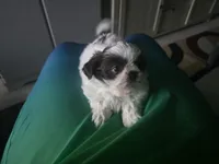 Milo, a male Shih Tzu for sale in Atlanta, GA – 2 of 4