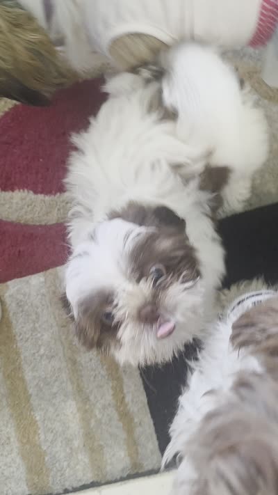 Milo, a male Shih Tzu for sale in Atlanta, GA – 4 of 4