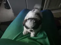 Milo, a male Shih Tzu for sale in Atlanta, GA – 3 of 4