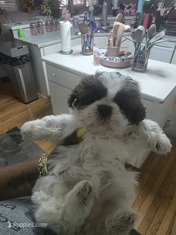 Royal – Shih Tzu puppy for sale in Atlanta, GA
