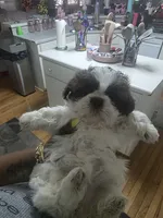 Royal, a female Shih Tzu for sale in Atlanta, GA – 1 of 2