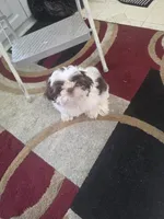 Milo, a male Shih Tzu for sale in Atlanta, GA – 3 of 4