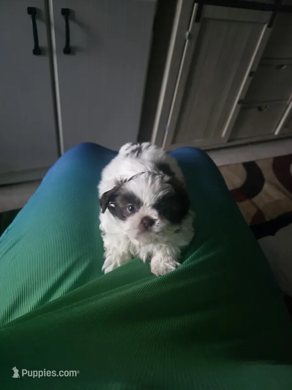 Milo – Shih Tzu puppy for sale in Atlanta, GA