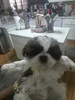 Royal, a female Shih Tzu for sale in Atlanta, GA – 2 of 2