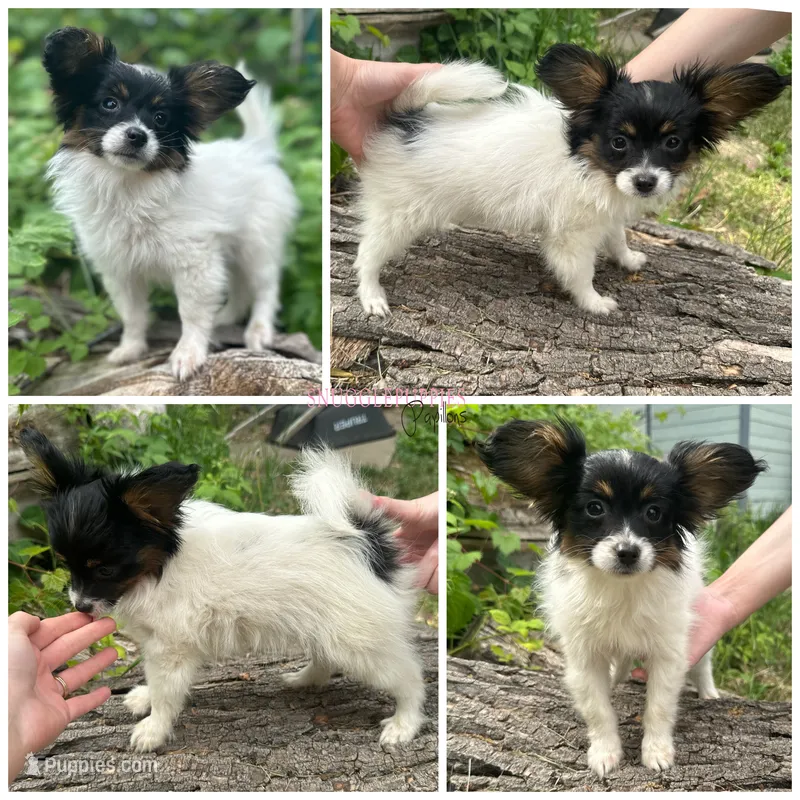 Female SS3 Multi CH pedigree – Papillon puppy for sale in Elk River, MN