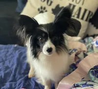 Stacy, Multi Champion sired, a female Papillon for sale in Elk River, MN – Photo 1 of 2