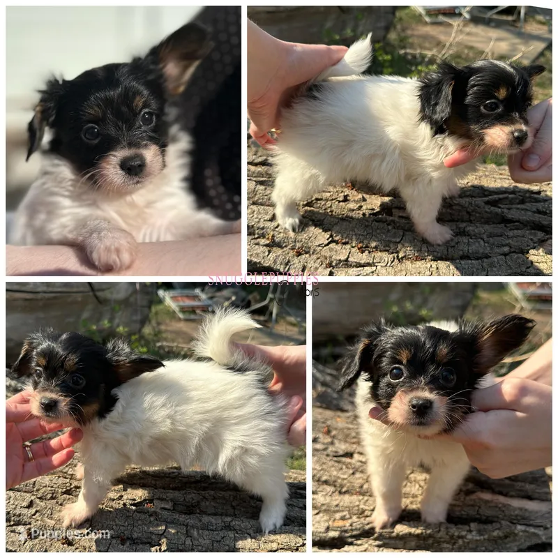 Female SS3 Multi CH pedigree – Papillon puppy for sale in Elk River, MN
