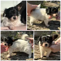 Female SS3 Multi CH pedigree, a female Papillon for sale in Elk River, MN – Photo 1 of 2