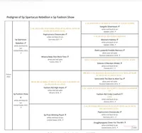 Female SS3 Multi CH pedigree, a female Papillon for sale in Elk River, MN – Photo 2 of 2