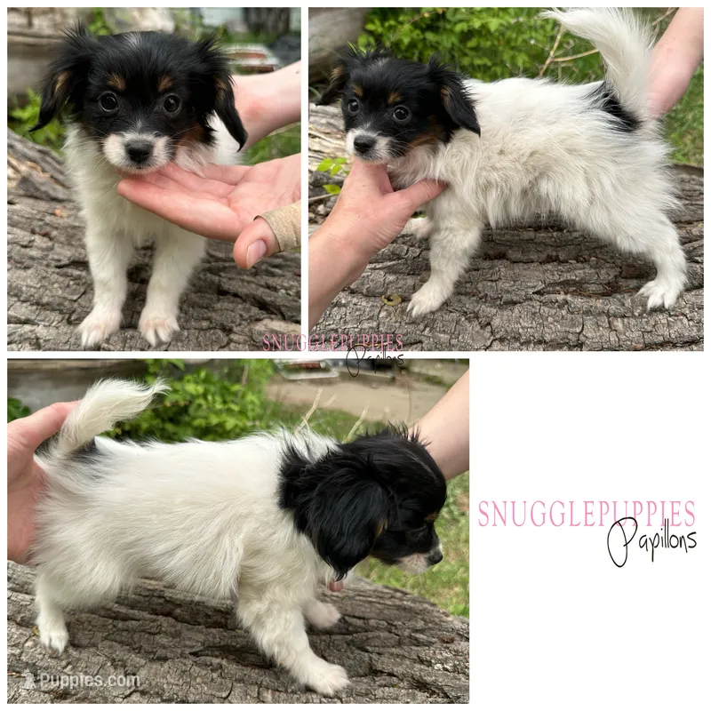 Female SS3 Multi CH pedigree – Papillon puppy for sale in Elk River, MN