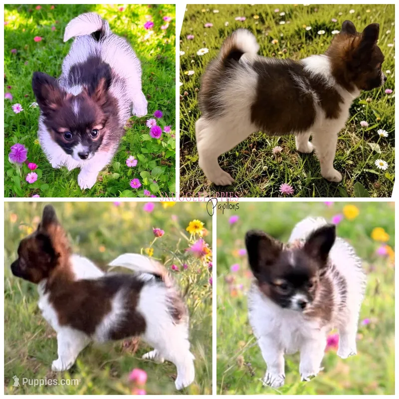 Male HS9 Polish CH sired – Papillon puppy for sale in Elk River, MN