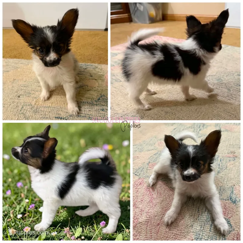 Female HS11 Polish CH sired  – Papillon puppy for sale in Elk River, MN