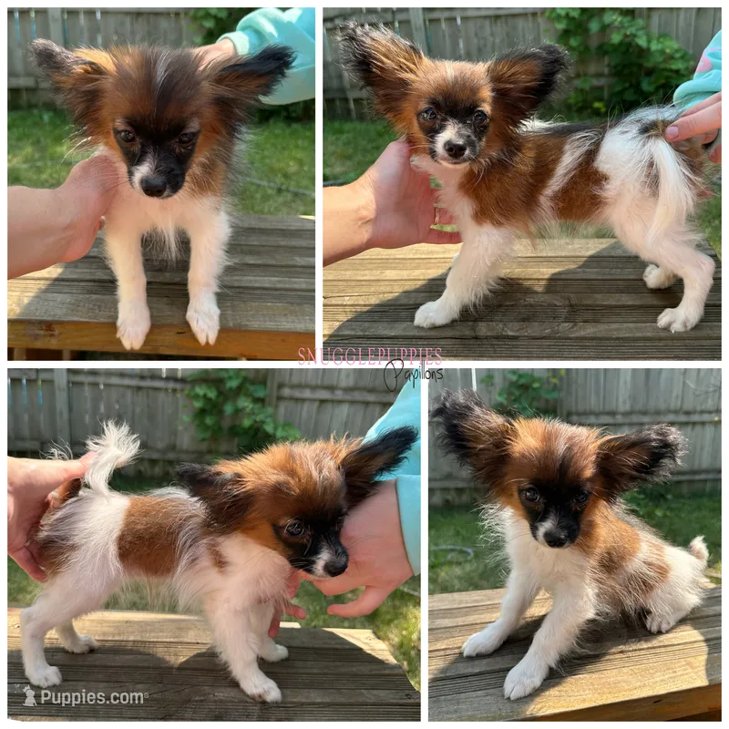 Male HS9 Polish CH sired – Papillon puppy for sale in Elk River, MN