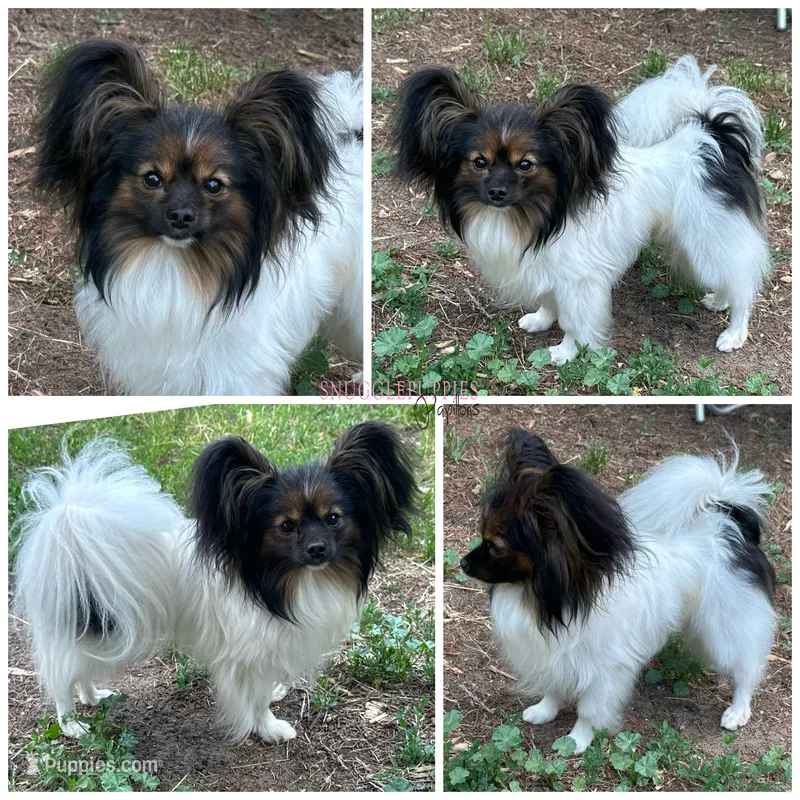 Vortex: Polish CH sired – Papillon puppy for sale in Elk River, MN