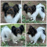 Vortex: Polish CH sired, a male Papillon for sale in Elk River, MN – 1 of 3