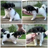 Male US3 CH sired , a male Papillon for sale in Elk River, MN – 1 of 2